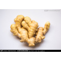 China Wholesale Fresh Organic Yellow Ginger With Price